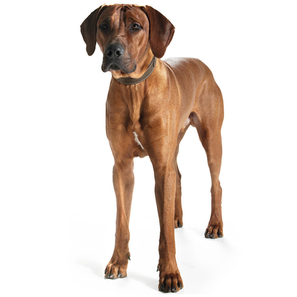  Hunter Collar Hunting Comfort