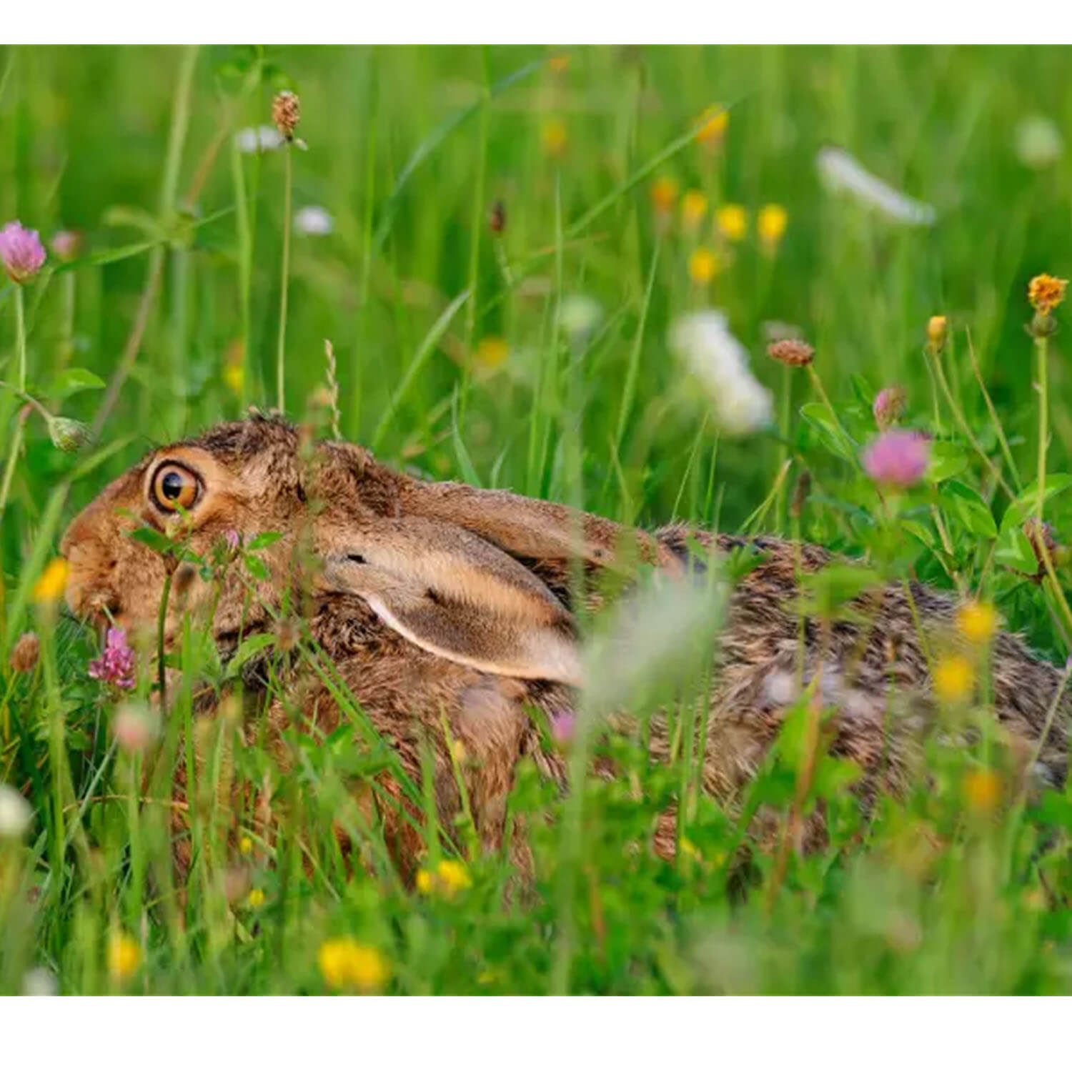 Kiepenkerl wildfield rabbitpharmacy 1kg