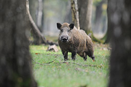 Schwarzwildjagd Ausrüstung