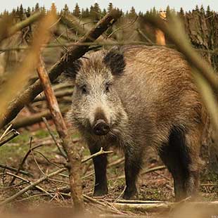 Schwarzwildjagd Ausrüstung