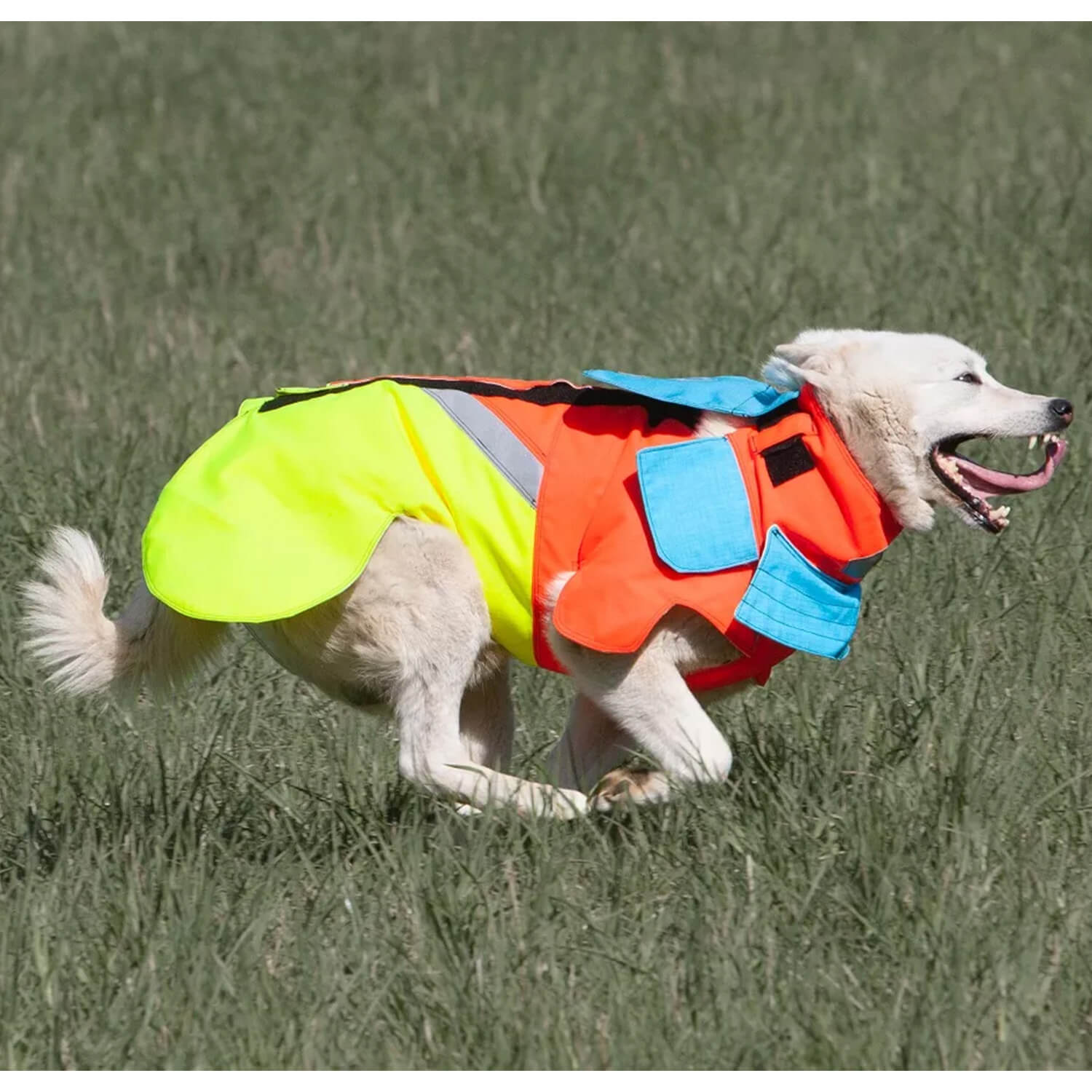 Tuskproof dog protection vest wild boar