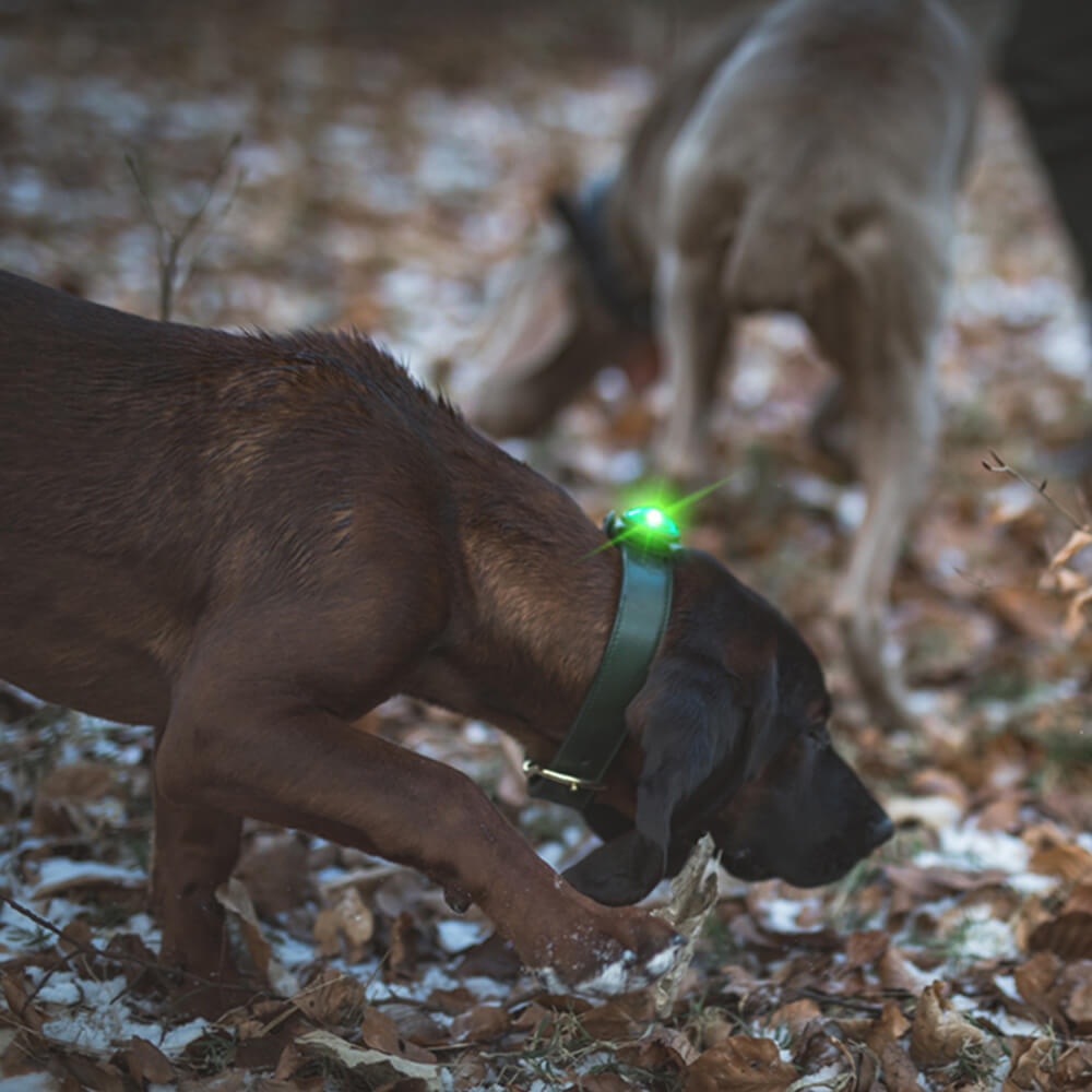 Orbiloc Dog Dual Safetylight