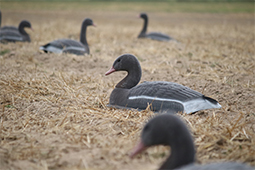 Gänsejagd Jagdausrüstung